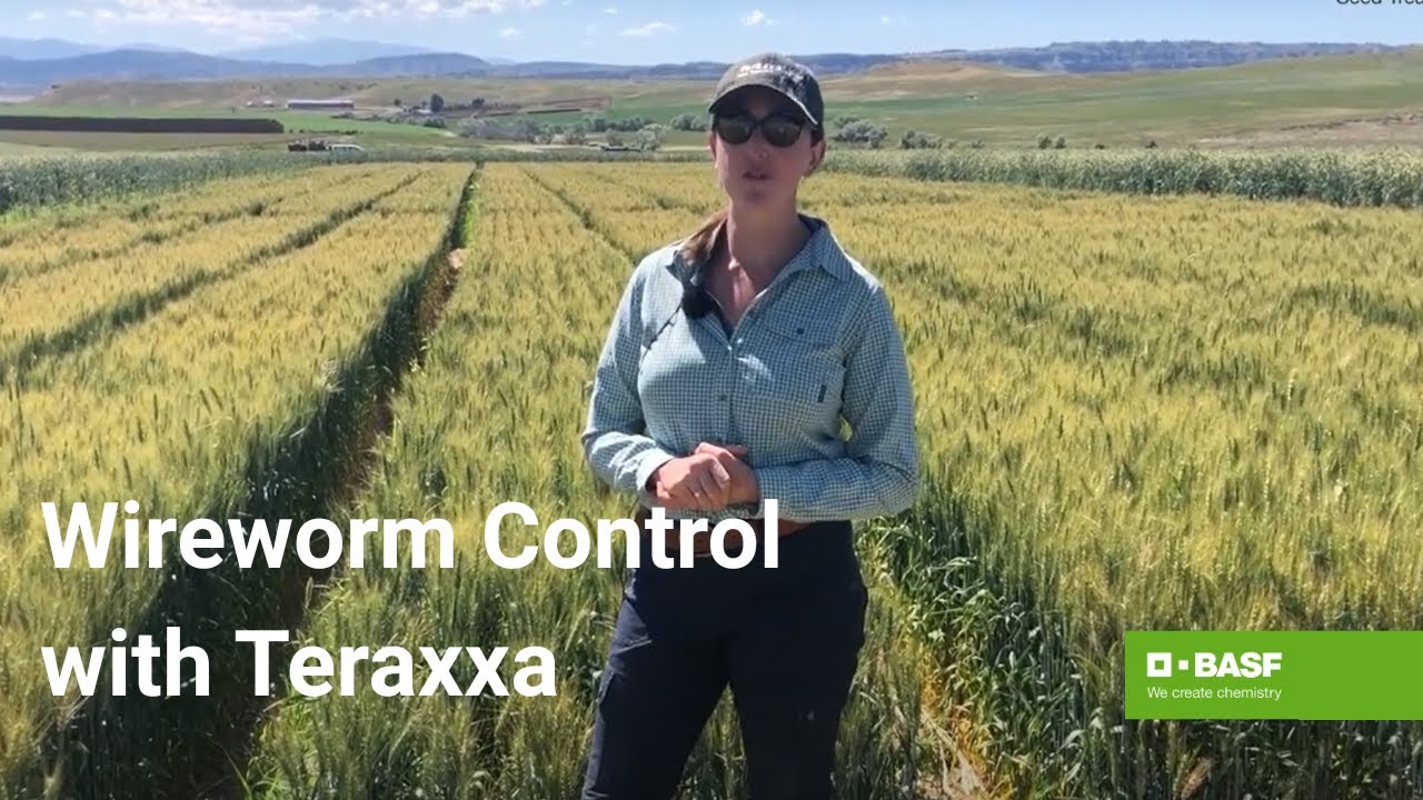 Understanding the Reddy Anna ID: Its Significance, Benefits, and the Role of the Reddy Book Club