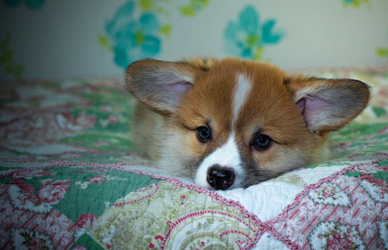 How to Use Reddybook Login, 99exch ID, and 99exch Login – A Comprehensive Guide